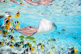Fotoroleta podwodne tropikalny ryba piękny natura