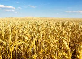 Fotoroleta pszenica rolnictwo zboże jedzenie pole