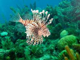 Fotoroleta piękny fauna natura egzotyczny morze