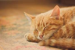 Naklejka rudy kot śpi