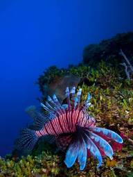 Fototapeta rafa wyspa tropikalny ryba