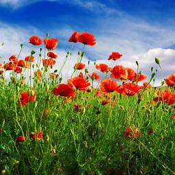 Foto zasłona wiejski natura błękitne niebo łąka kwiat