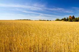 Obraz na płótnie rolnictwo wiejski pastwisko wieś łąka
