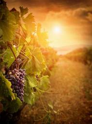 Obraz na płótnie owoc warzywo napój roślina winorośl