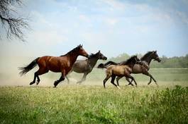 Naklejka natura źrebak koń zwierzę
