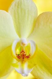 Plakat kwiat natura kwitnący storczyk