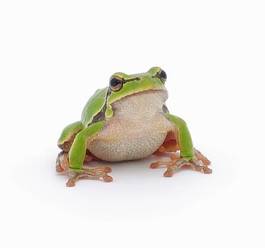 Fotoroleta płaz żaba natura zwierzę drzewa