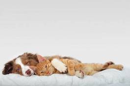 Fotoroleta pies i kot leżą