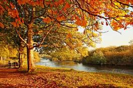 Obraz na płótnie piękna jesień w parku