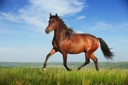 Obraz na płótnie ruch zwierzę koń rasowy pole