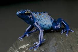 Fotoroleta żaba zwierzę płaz