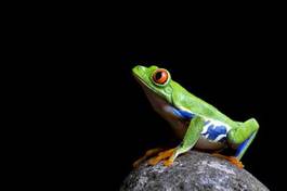 Naklejka natura żaba płaz zwierzę