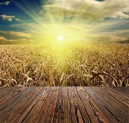 Fotoroleta pszenica niebo wiejski rolnictwo