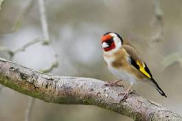 Fototapeta natura piękny zwierzę ptak ładny