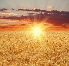 Obraz na płótnie łąka zboże pejzaż słońce