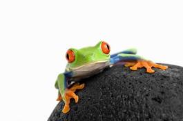 Fotoroleta żaba zwierzę natura płaz zbliżenie