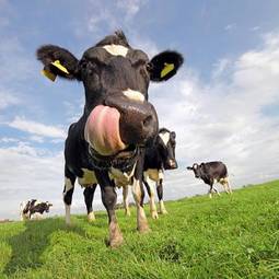 Obraz na płótnie stado mleko natura trawa