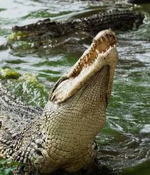 Fotoroleta aligator fauna krokodyl