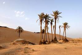 Plakat natura pustynia egipt oaza