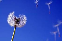 Naklejka kwiat roślina błękitne niebo