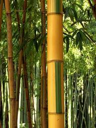 Naklejka stajnia trawa bambus