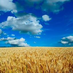 Naklejka niebo widok rolnictwo wiejski spokojny