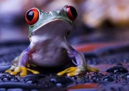 Obraz na płótnie abstrakcja fauna żaba płaz natura