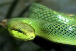 Plakat wąż gad zielony  