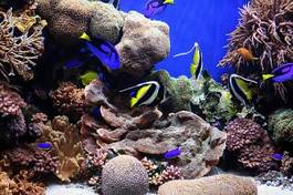 Obraz na płótnie egzotyczny natura koral rafa podwodne