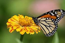 Naklejka roślina kwiat motyl