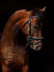 Obraz na płótnie zwierzę piękny koń portret jeździectwo