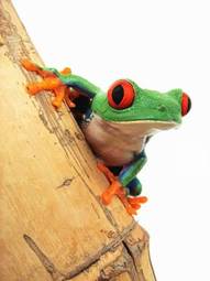 Fotoroleta płaz żaba zwierzę natura
