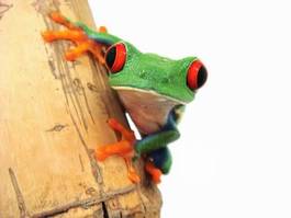 Fototapeta płaz natura zwierzę żaba zbliżenie