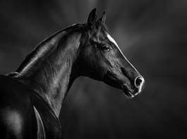 Fototapeta arabian stadnina portret ogier koń