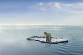 Naklejka morze lód śnieg zwierzę