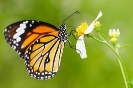 Naklejka motyl piękny natura lato spokój