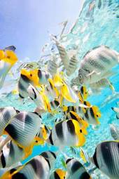 Naklejka woda rafa podwodne tropikalny
