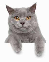 Obraz na płótnie portret kot oko
