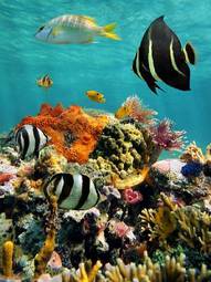 Plakat karaiby piękny rafa morze