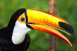 Naklejka zwierzę dziki ptak tropikalny