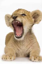 Plakat ładny ssak dziki lew zwierzę