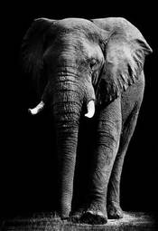 Fotoroleta twarz dżungla zwierzę słoń oko