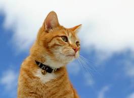 Fotoroleta ładny kot kociak zwierzę lekkoatletycznego