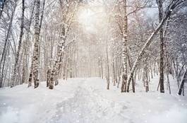 Fotoroleta piękny brzoza ścieżka śnieg droga
