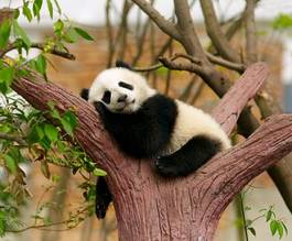 Fotoroleta dzieci ładny ssak bambus