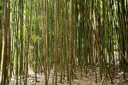 Fotoroleta bambus dziki las