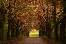 Naklejka aleja drzewa jesień krajobraz