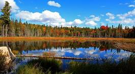 Obraz na płótnie las natura kanada panorama mech