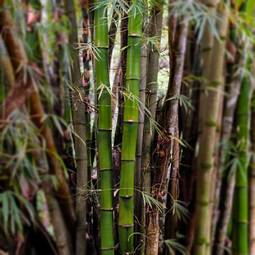 Fotoroleta drzewa roślina tropikalny