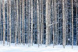 Plakat bezdroża drzewa brzoza natura śnieg